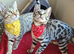 2 cute Kittens