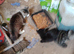 Beautiful, friendly, pkayful little boy kittens