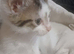 Female Calico kitten. (STEVENAGE)