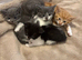 Russian blue mix Ready to leave