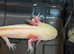 Hypo Axolotl babies