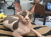 Sphinx