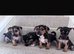 4 beautiful Jack Russell puppie