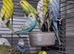 Young budgies