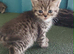Mixed breed kittens .