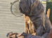 2 Neapolitan Mastiff Adults