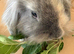 Adorable girl seeking home