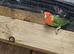 Peach faced lovebird
