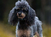 Phantom toy poodleb