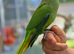 Ring neck parrot