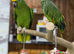 Amazon parrot