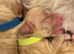 Exceptional F2 Miniature Cockapoo Puppies