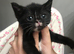 Female kitten