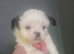 Shih Tzu puppies ready now
