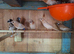 Various coloured Bengalese finch