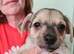Chihuahua X Boy Puppies x 3 boys
