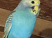 Young Budgies’s for sale