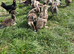Muscovy ducks