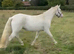 Unspoilt 3yr old Cremello Connemara Gelding 3yrs 14hh