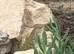 Spanish eyed lizards