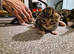 2 male kittens ready to leave in just over 5 weeks