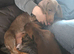 2 beautiful shi Zu cross dachshund puppies