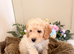 Gorgeous F1B Cockapoo puppies ready now