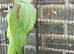 Alexandrine parrot