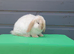 Superfriendly mini lop rabbit ready to leave