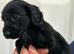 Working Cocker spaniel pups