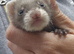 Micro eu polecats