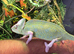 Male and female pied yemen chameleons