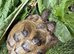 AVAILABLE NOW Horsfield tortoises looking for loving new home