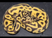 Various Ball Pythons