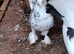 pigeons