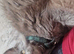Stunning Maine Coon Kittens &ndash; Ready Now &ndash; &pound;1000