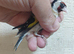 2 pair goldfinchs for sale 2025 close ring