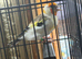 Siberian goldfinch Beautiful muling pair
