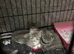 Beautiful British shorthair