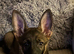 German shepherd x Dutch herder bitch puppy