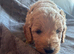 F1 mini golden doodles