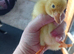 Indian Runner Ducks & Fertile Hatching Eggs