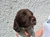 Liver and White English Springer Spaniel Puppies