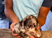 Cocker spaniel pups