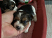 Biewer Yorkshire Terrier puppies for sale