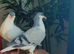 Afghani pigeons