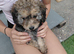 Chocolate /Tan Girl & Tortoise shell Boy MALTIPOO PUPPIES