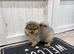 Stud Pomeranian available