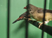 Pair strawberry finch