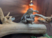 Bearded dragon female